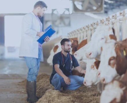 VETERINARIO Y CUERPO NACIONAL VETERINARIO ESTADO