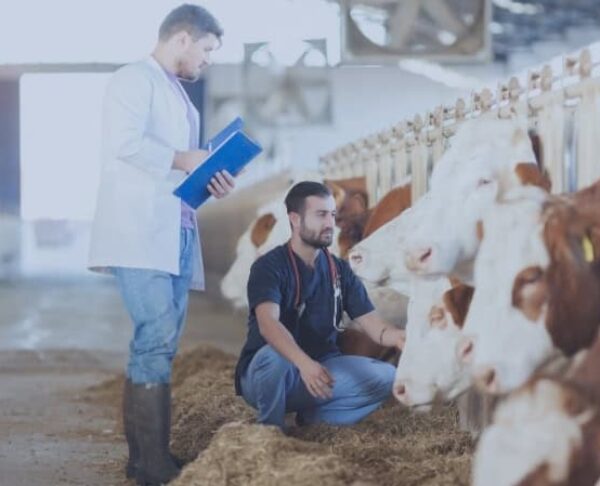 VETERINARIO Y CUERPO NACIONAL VETERINARIO ESTADO